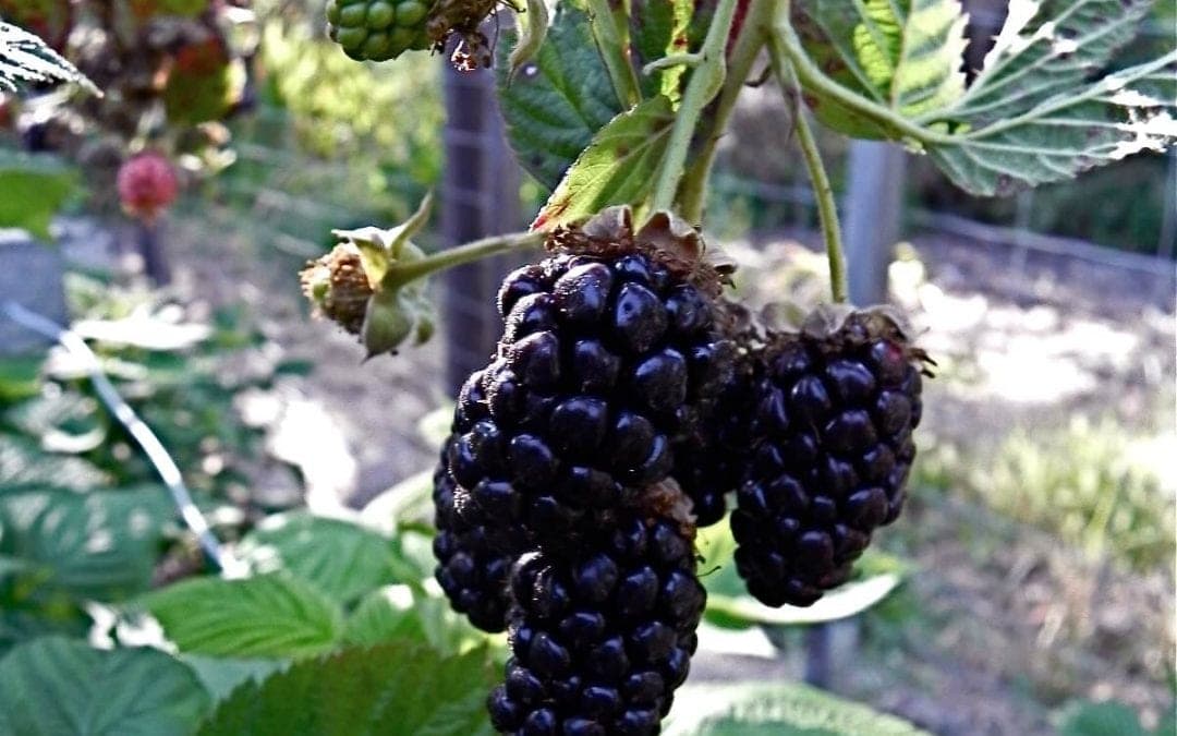 Olallieberry Dipping Sauce: