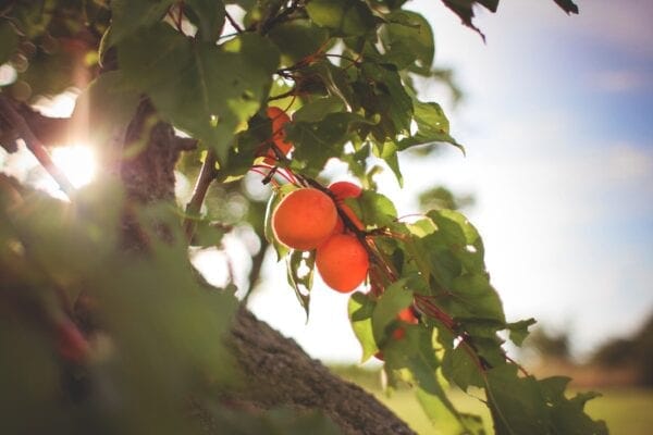 Best Apricot Jam Best Apricot Jam